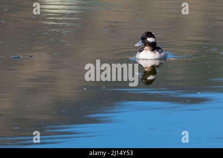 Une femelle à tête plate (bucephala albéola) nage dans le lagon de Malibu avec une réflexion dans l'eau à Malibu, Californie, États-Unis Banque D'Images