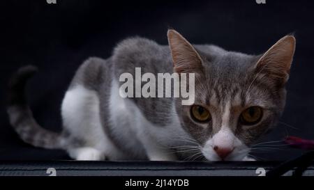 Un tabby gris avec chaton blanc (adolescent / six mois) pose sur un fond sombre et regarde la caméra Banque D'Images