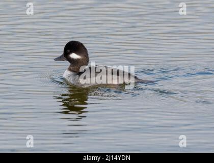 Une femelle de canard à tête de buffle (Bucephala albéola) nage à Malibu Lagoon, Malibu, Californie, États-Unis Banque D'Images