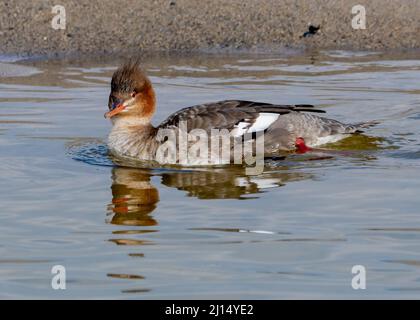 Un canard merganser commun femelle (Mergus merganser) nage à Malibu Lagoon, à Malibu, en Californie, aux États-Unis Banque D'Images