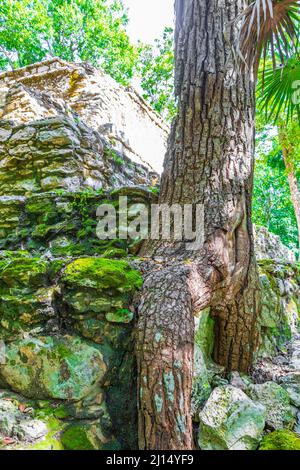 Les racines des arbres poussent à travers des pierres sur l'ancien site maya avec des ruines de temple pyramides et des objets dans la forêt tropicale naturelle de jungle palmiers dedans Banque D'Images