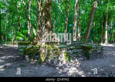 Les racines des arbres poussent à travers des pierres sur l'ancien site maya avec des ruines de temple pyramides et des objets dans la forêt tropicale naturelle de jungle palmiers dedans Banque D'Images