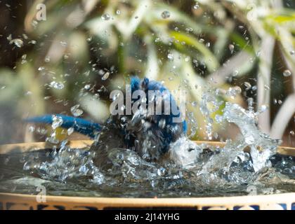 Un geai de broussailles de l'Ouest (Aphelocoma californica) ayant un bon moment dans un bain d'oiseaux Banque D'Images