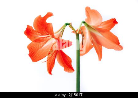 Hippeastrum rutilum en pleine floraison sur fond blanc Banque D'Images