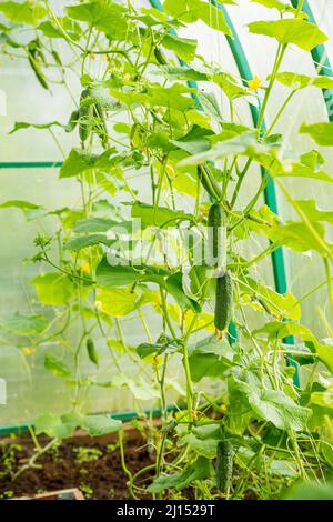 La croissance et la floraison des concombres de serre. Produits alimentaires biologiques en pleine croissance. Récolte de concombre. Photo de haute qualité Banque D'Images