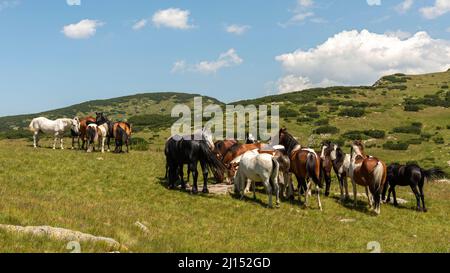 Chevaux sauvages dans le parc national et réserve naturelle de Rila, Bulgarie, Balkans Banque D'Images