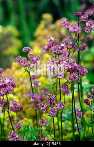 Astrantia Major Gill Richardson Group,Astrantia Major Gill Richardson,Red Masterwort,Red flowers,Floraison,florale,florale,florale,florale,florale,jardin,jardins,RM Floral Banque D'Images