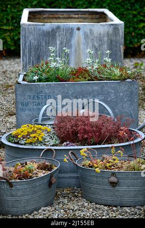 Jardinière en acier galvanisé,jardinières en acier,jardinière en métal,planteuses mixtes,plantoir en zinc,planteuses en zinc,écran de jardinière,afficheurs,Leontopodium nivale,edelweiss Banque D'Images