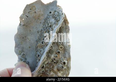 Barnacles marines en forme de diamant vivant à la surface d'une coquille de crustacés. Banque D'Images