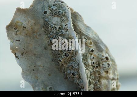 Barnacles marines en forme de diamant vivant à la surface d'une coquille de crustacés. Banque D'Images