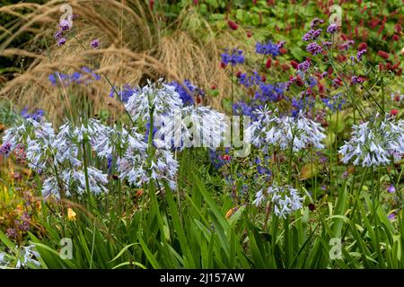 Des fleurs bleu pâle d'Agapanthus 'Bethlehem Star' dominent une plantation mixte dans le jardin d'été à la Maison du jardin Banque D'Images