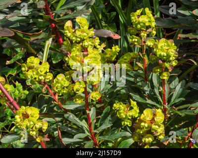 Feuilles foncées, tiges rouges et bractées jaunes acides de la forme sélectionnée de l'épi de bois à feuilles persistantes, Euphorbia amygdaloides 'Purpurea' Banque D'Images