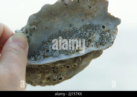 Barnacles marines en forme de diamant vivant à la surface d'une coquille de crustacés. Banque D'Images