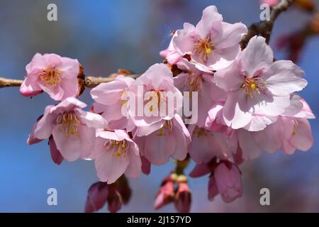 Edo higan, cerisier pleureux, cerisier d'automne, Prunus subhirtella, Higan-díszcseresznye, Japon, Asie Banque D'Images