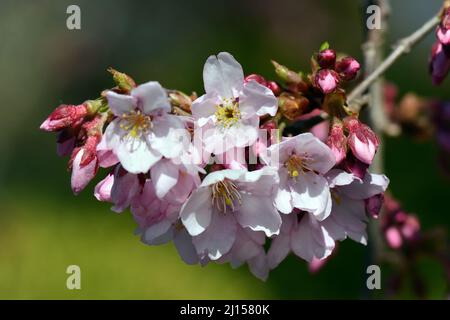 Edo higan, cerisier pleureux, cerisier d'automne, Prunus subhirtella, Higan-díszcseresznye, Japon, Asie Banque D'Images