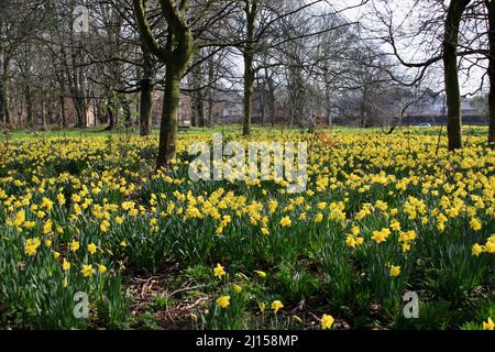 Champ de Daffodil dans le parc de Sefton Banque D'Images