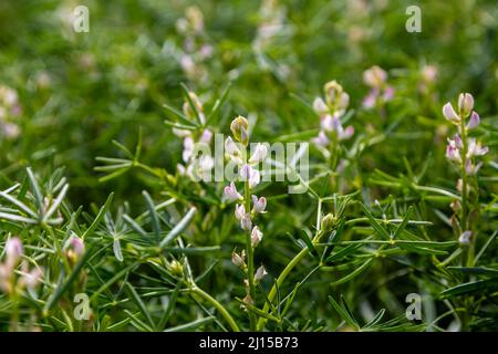 plantes à fleurs de lupin blanc sur un champ agricole Banque D'Images