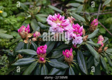 Rhododendron rhyakushimanum weissenteld fleurs doubles dans le jardin Banque D'Images