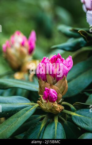 Rhododendron rhyakushimanum weissenteld fleurs doubles dans le jardin Banque D'Images