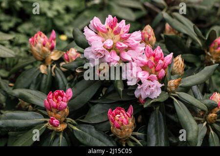 Rhododendron rhyakushimanum weissenteld fleurs doubles dans le jardin Banque D'Images