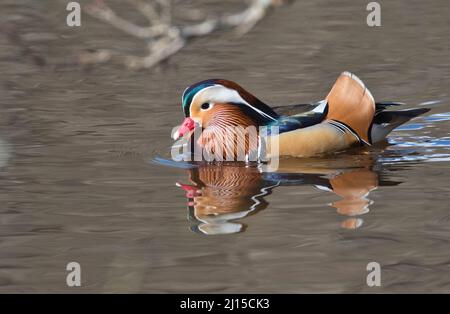 Canard mandarin (Aix galericulata), homme ou drake photographié au début du printemps Banque D'Images