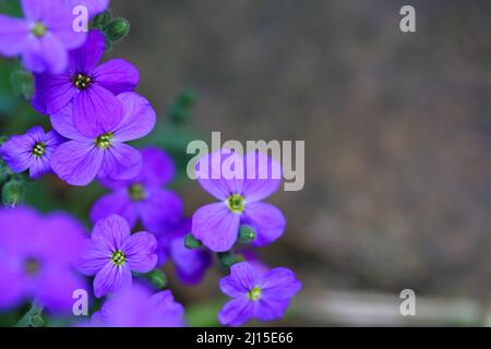 Délicat bleu violet Aubrieta aka aubetia fleurs avec tiges et bourgeons foyer sélectif avec faible profondeur de champ et de l'espace de copie Banque D'Images