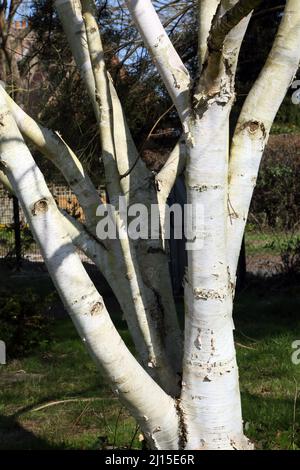 L'arbre de bouleau de l'Himalaya à Wisley Gardens Surrey, Angleterre Banque D'Images