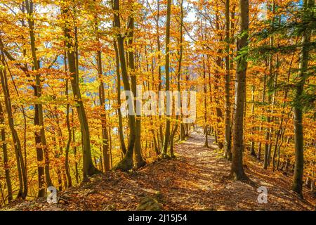 Traversez la forêt avec des arbres aux couleurs automnales. Banque D'Images