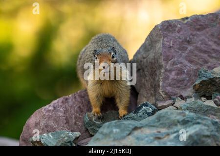 Ground Squirrel se dresse sur Red Rock et se fixe à Camera dans le parc national des Glaciers Banque D'Images