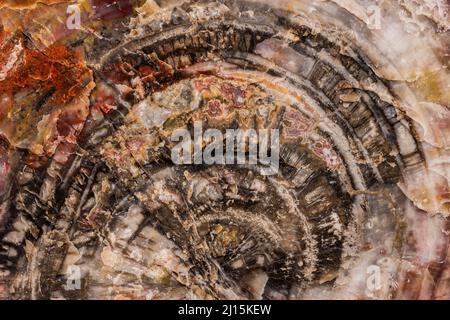 Anneaux de croissance de la forêt pétrifiée Log dans le parc national de l'Arizona Banque D'Images