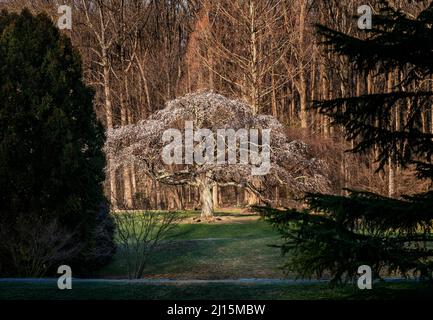 Cherry Blossom tree en pleine floraison Banque D'Images