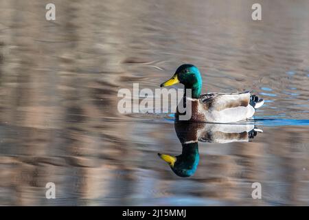 Mallard drake (Anas platyrhynchos) sur le premier étang de printemps Banque D'Images