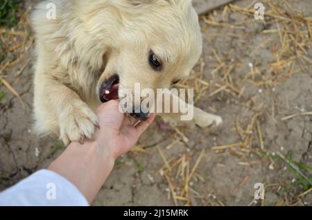 Chien de Cocker mignon en train de jouer avec une fille Banque D'Images