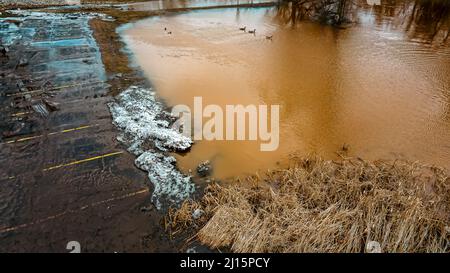 Les arbres peuvent être vus dans le reflet de l'eau dans le stationnement. Les canards nagent sur le terrain. La neige fond à l'approche du printemps Banque D'Images