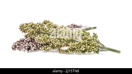 Sorgho sec et frais isolé sur fond blanc. Le sorgho est largement cultivé à la fois pour la nourriture et comme grain d'alimentation, tandis que le millet est produit presque entirel Banque D'Images