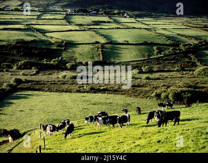 Vaches paissant sur les terres agricoles irlandaises, comté de Kerry, République d'Irlande Banque D'Images