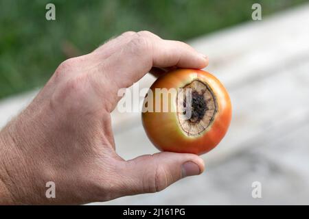 Fruit de tomate malade affecté par la maladie vertex pourriture dans la main de fermier Banque D'Images