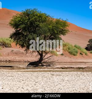 Namibie, un arbre dans le désert du Namib, lac en saison de pluie, beau paysage Banque D'Images