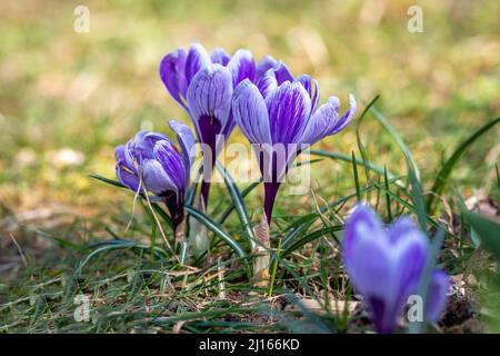 Photo détaillée de crocus bleus fleuris sur une pelouse dans un jardin Banque D'Images
