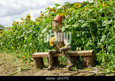 Malles en bois faits dans un homme avec des cheveux de paille et un chapeau de pot de fleurs assis sur un banc mobile dans un champ de tournesols. L'été dans le Hampshire, Angl Banque D'Images