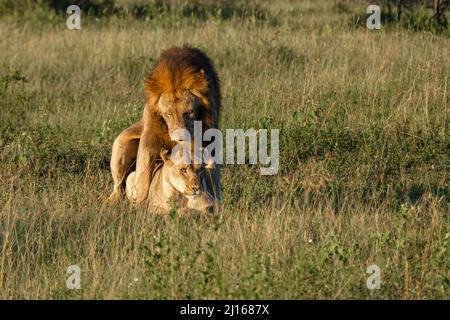 Lion mâle et femelle pendant le coucher du soleil dans la réserve de gibier de Thanta en Afrique du Sud Kwazulu Natal. savannah Bush avec Lion mâle et femelle Banque D'Images