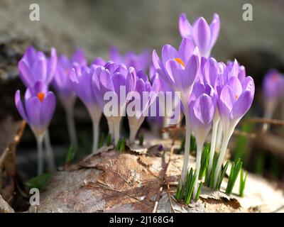 les crocus violets poussent à travers le vieux feuillage un jour ensoleillé de printemps, symbole de fleur pour le début du printemps, gros plan Banque D'Images