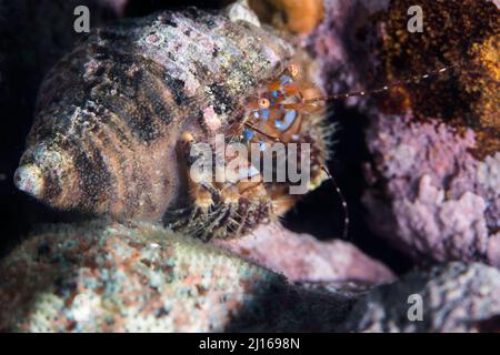 Un crabe ermite rayé bleu (Pagurus liochele) sous l'eau Banque D'Images