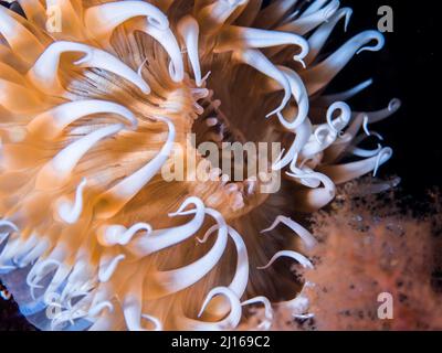 Photo macro d'une anémone rayée sous l'eau avec un corps jaune clair et des tentacules blancs Banque D'Images