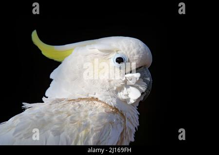 Portrait perroquet blanc. Leadbeater cafatoo, Cacatua leadbeateri, perroquet blanc dans l'habitat naturel. Oiseau d'Australie sauvage. Animal blanc de Banque D'Images
