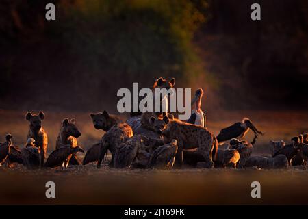 Éléphant mort. Faune africaine. hyena tachetée, Crocuta crocuta, pack avec carcasse d'éléphant, Mana pools NP, Zimbabwe en Afrique. Comportement animal, mort Banque D'Images