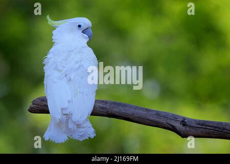 Leadbeater cafatoo, Cacatua leadbeateri, perroquet blanc dans l'habitat naturel. Oiseau d'Australie sauvage. Animal blanc de forêt sombre. Oiseau de Banque D'Images