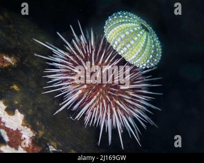 Gros plan d'un oursin vivant avec une coquille d'oursin verte sur le dessus sous l'eau Banque D'Images