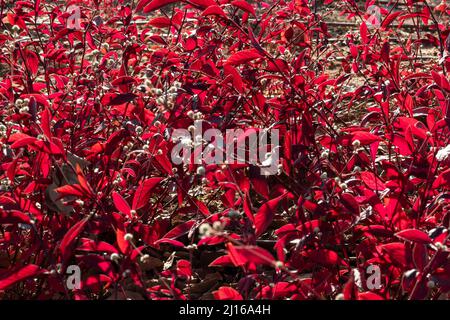 Cerise sur le sable à feuilles violettes - Prunus x cistena - cerise sur le sable. Arrière-plan Banque D'Images