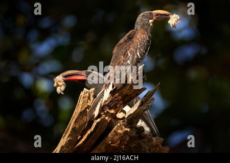 Paire de chevaux avec prise, oiseau bébé. Hemprich Hornbill, Lophoceros hemprichii, deux oiseaux sur le tronc de l'arbre, lac Ziway, Éthiopie en Afrique de l'est. Grand b Banque D'Images